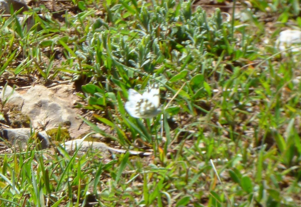 Farfalla da indentificare - Pontia edusa, Pieridae